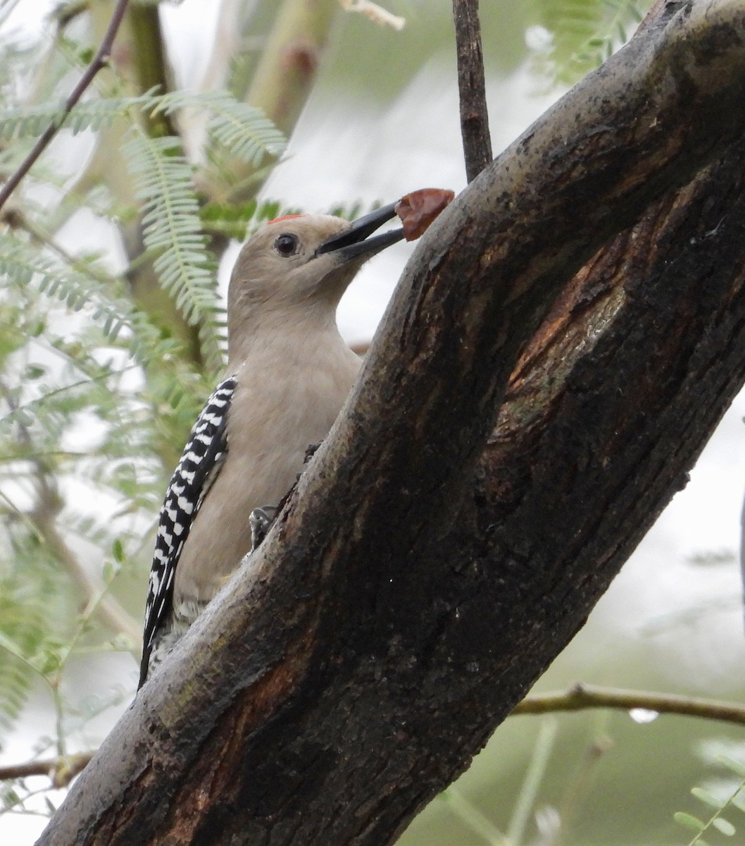 Gila Woodpecker - ML647483449