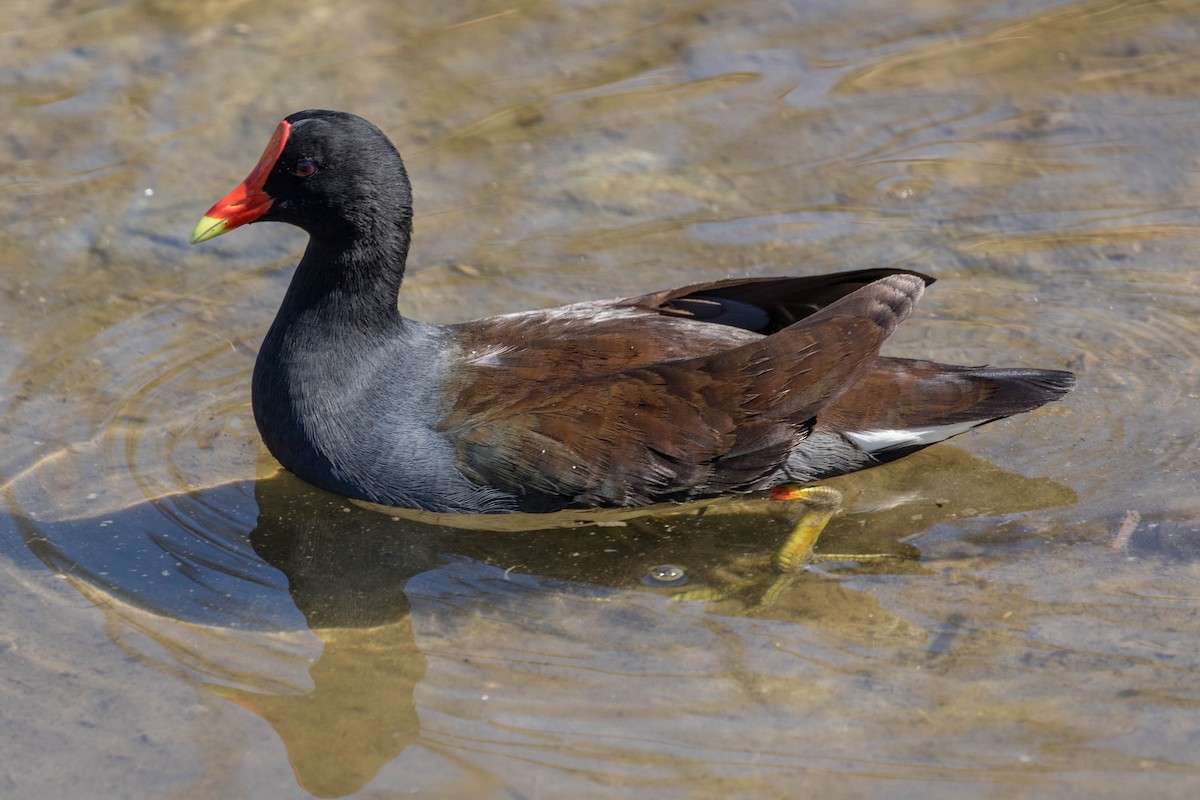 סופית אמריקנית - ML647483451