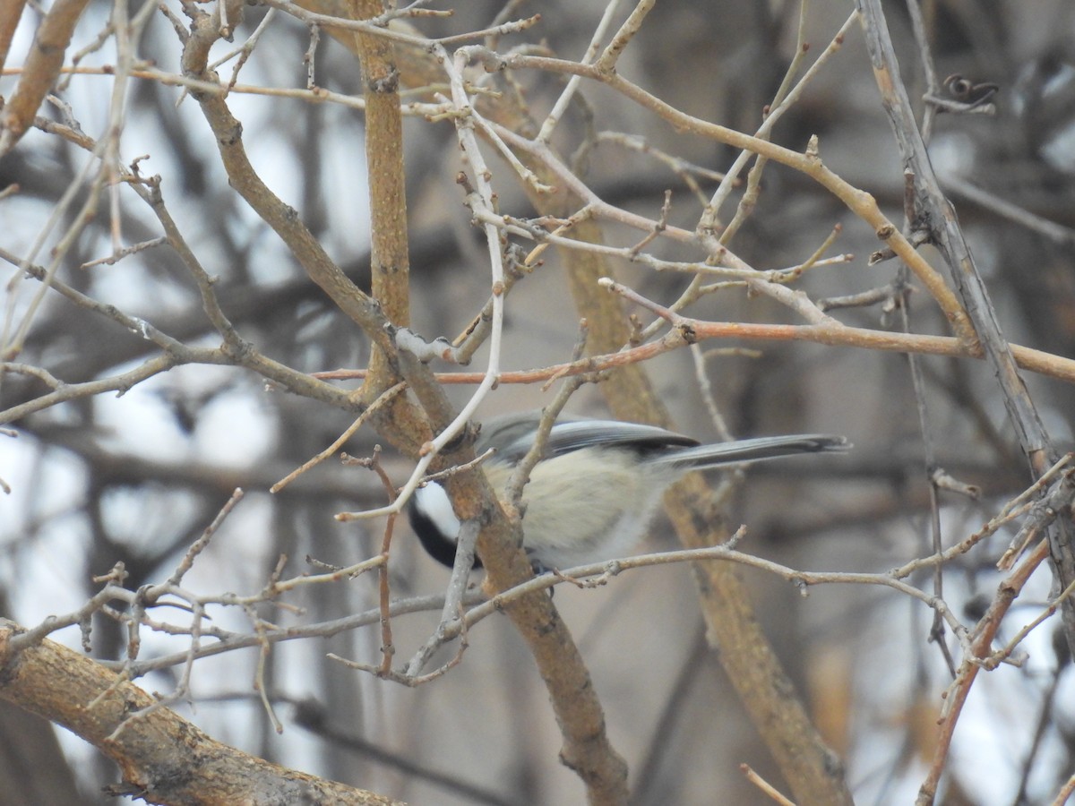 Black-capped Chickadee - ML647483455