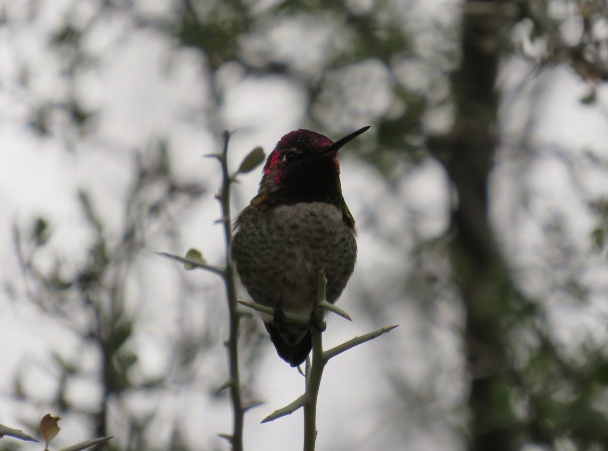 Anna's Hummingbird - ML647483457