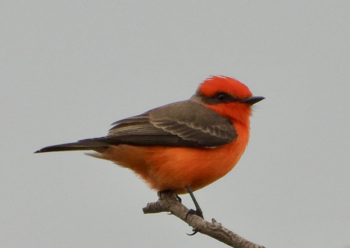 Vermilion Flycatcher - ML647483459