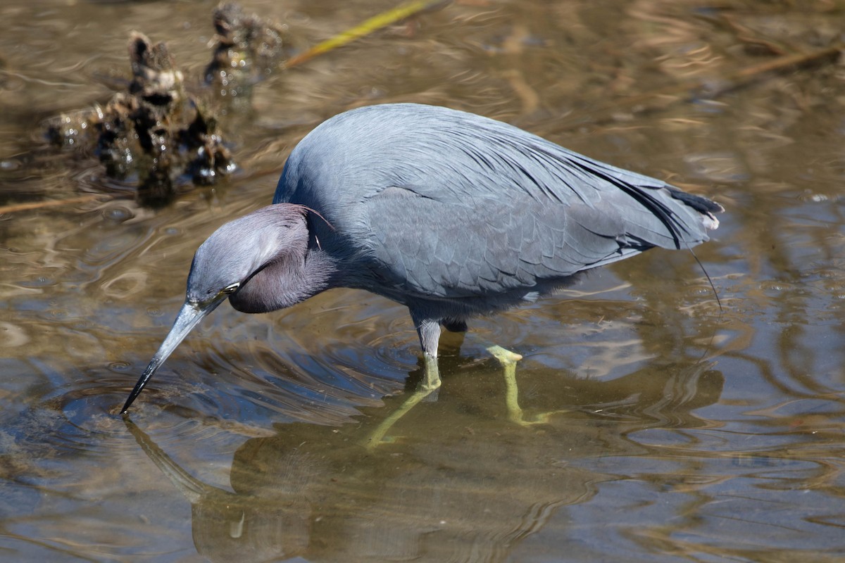 לבנית כחולה קטנה - ML647483460