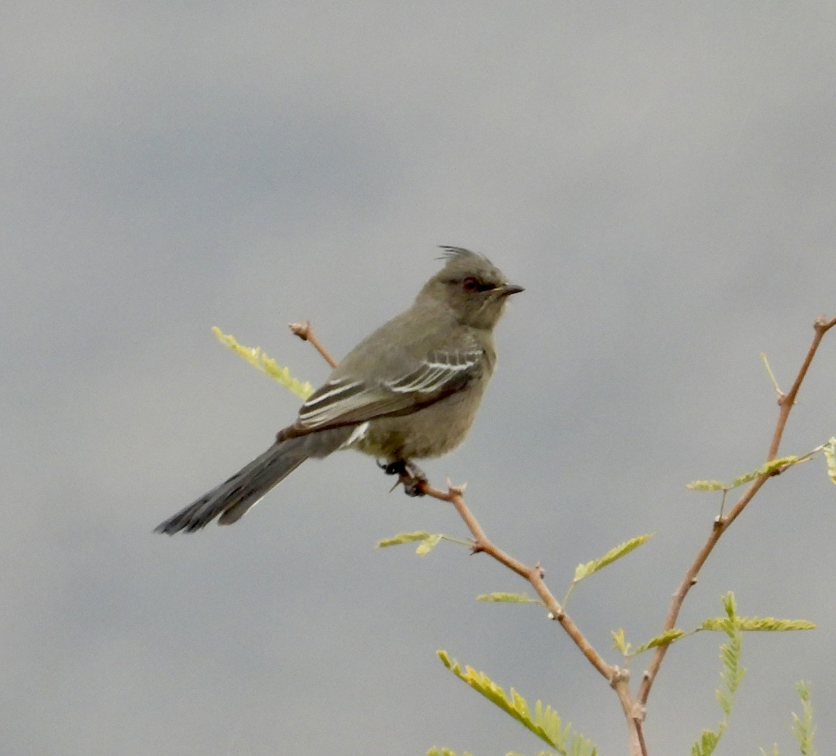 Phainopepla - ML647483461