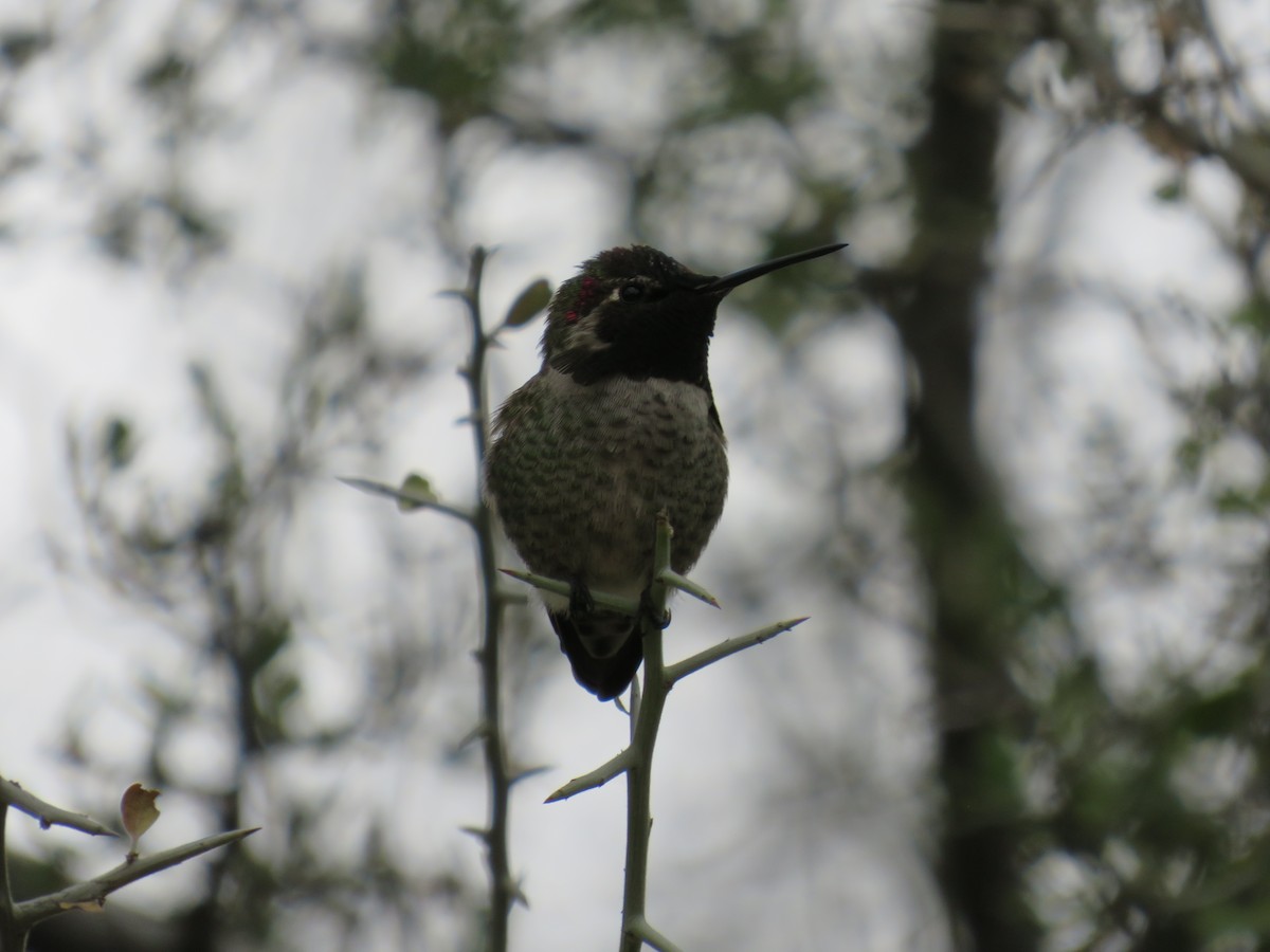 Anna's Hummingbird - ML647483462