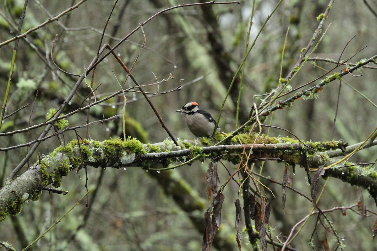 Downy Woodpecker - ML647483463