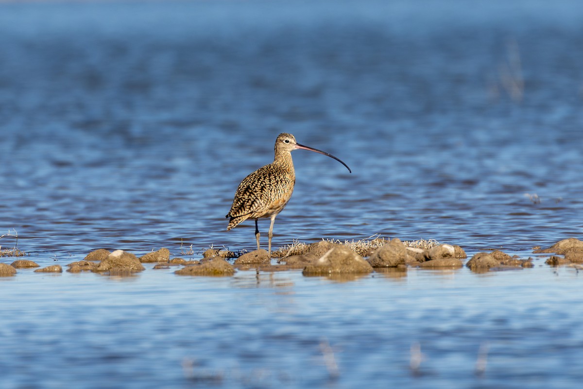 חרמשון ארוך-מקור - ML647483465