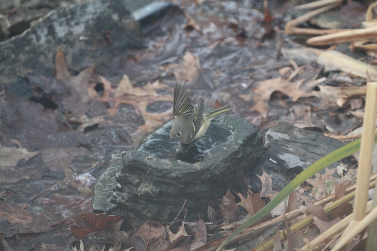 מלכילון אמריקני - ML647483467