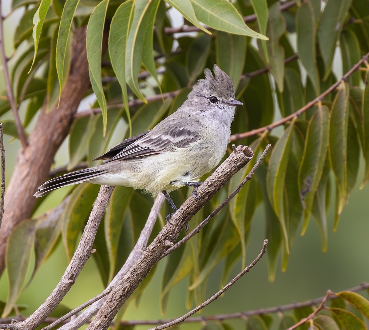 Southern Scrub-Flycatcher - ML647483474