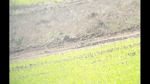 Серый жаворонок - ML647483488