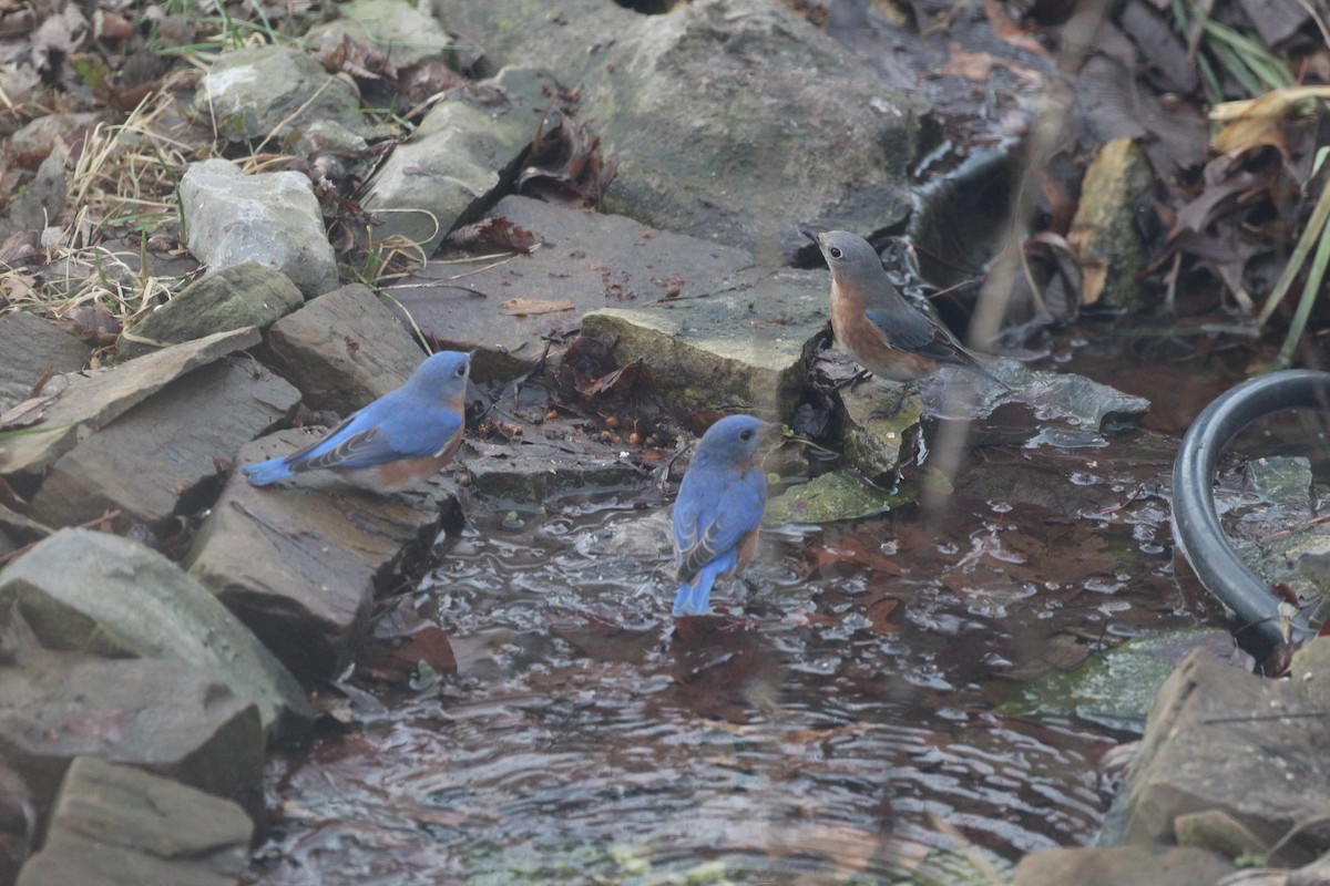 Eastern Bluebird - ML647483490