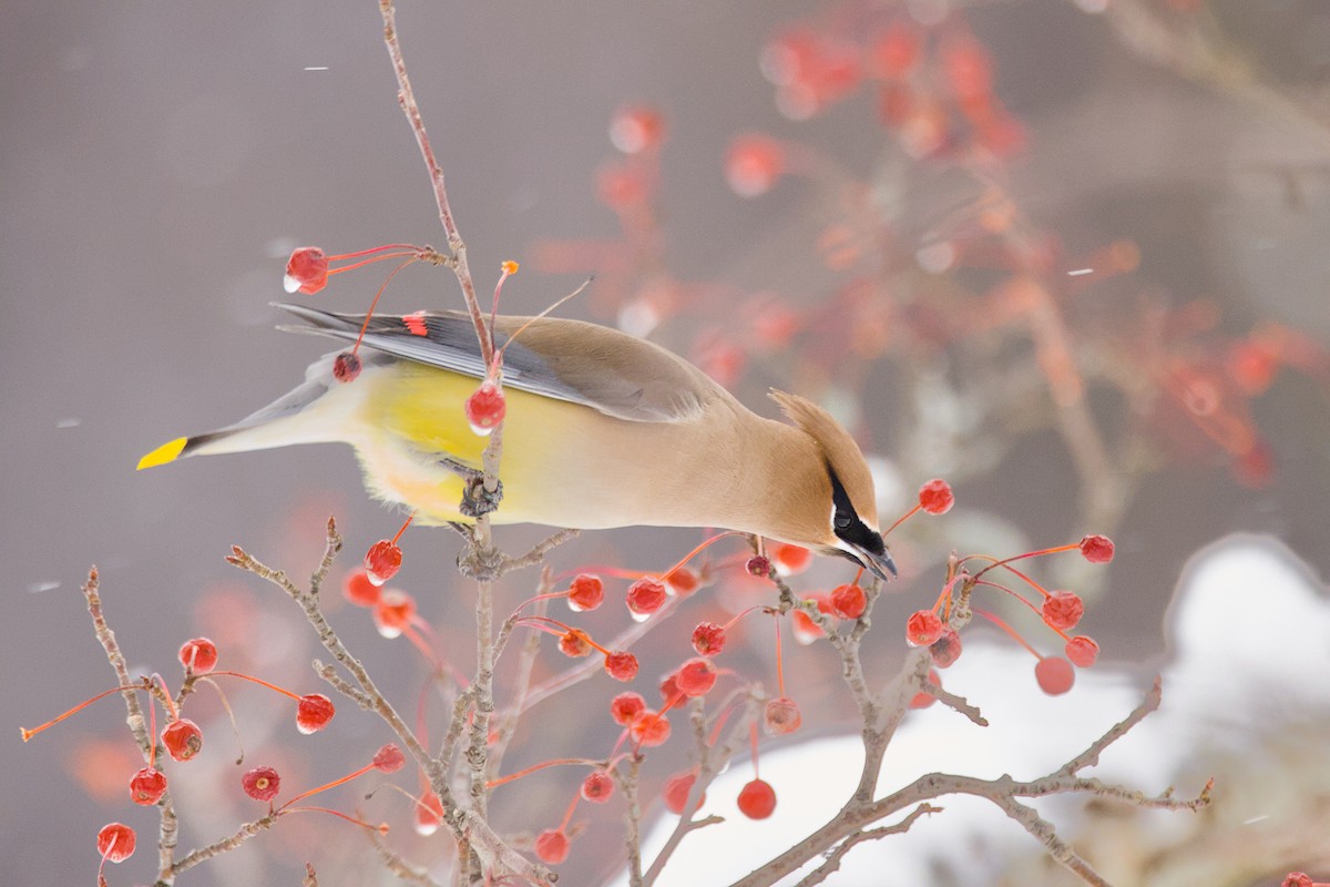 Cedar Waxwing - ML647483492