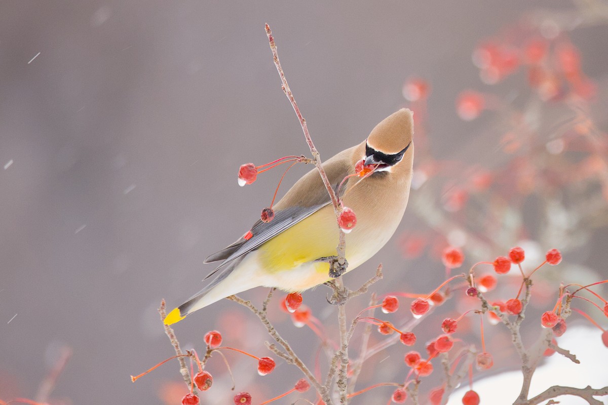 Cedar Waxwing - ML647483493