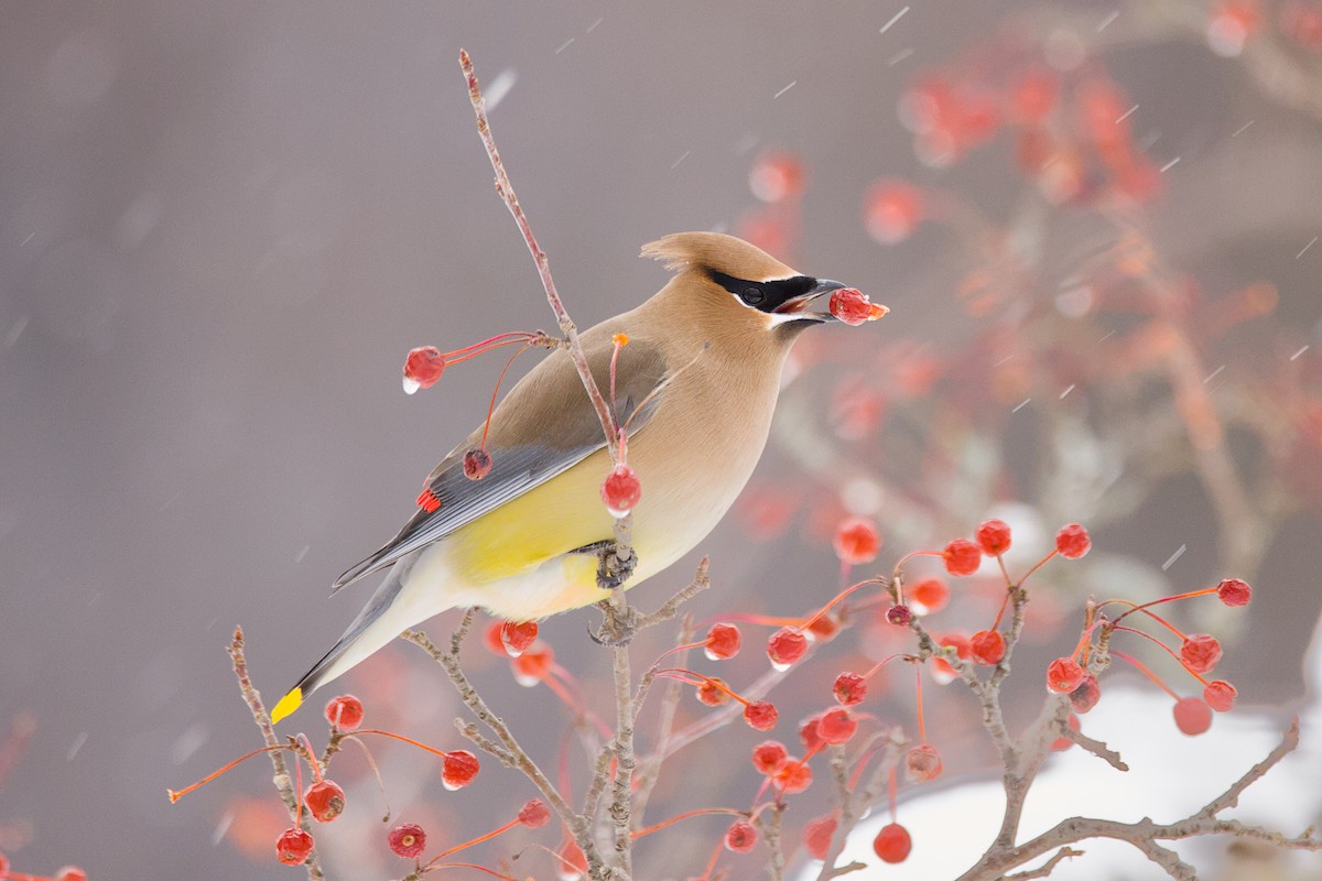 Cedar Waxwing - ML647483494