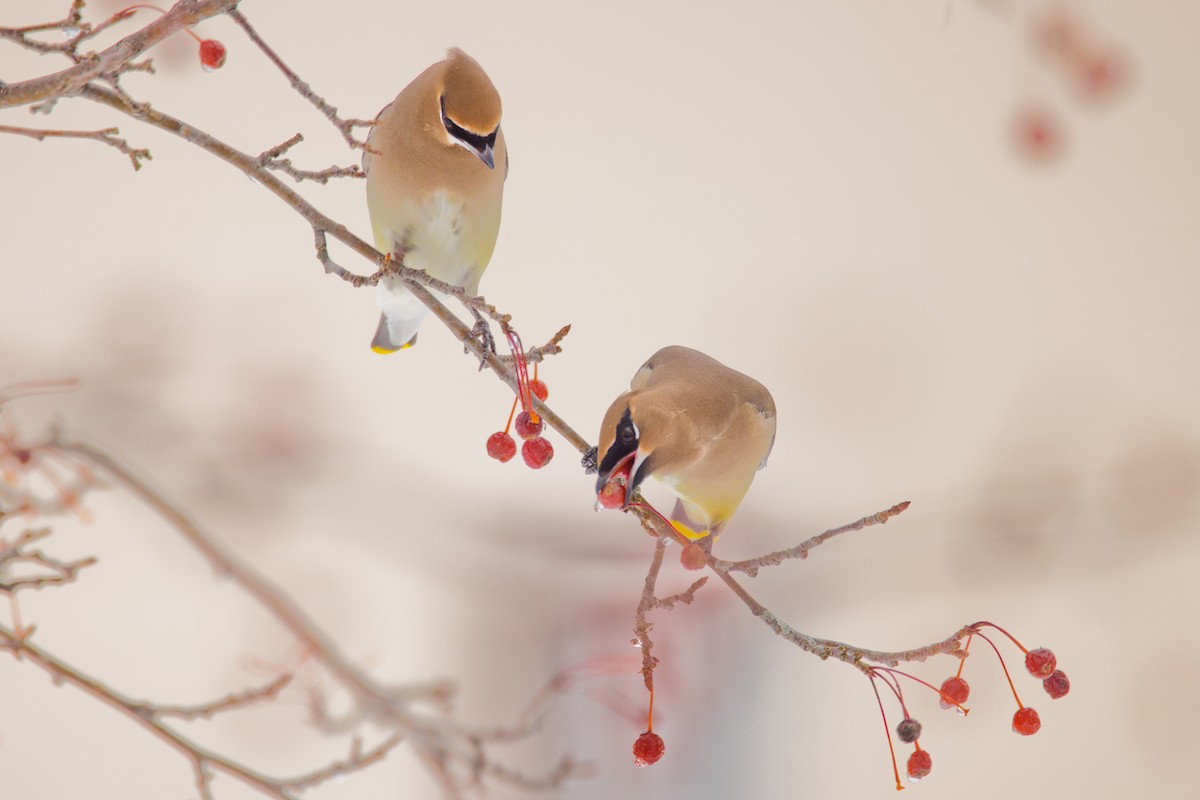 Cedar Waxwing - ML647483495