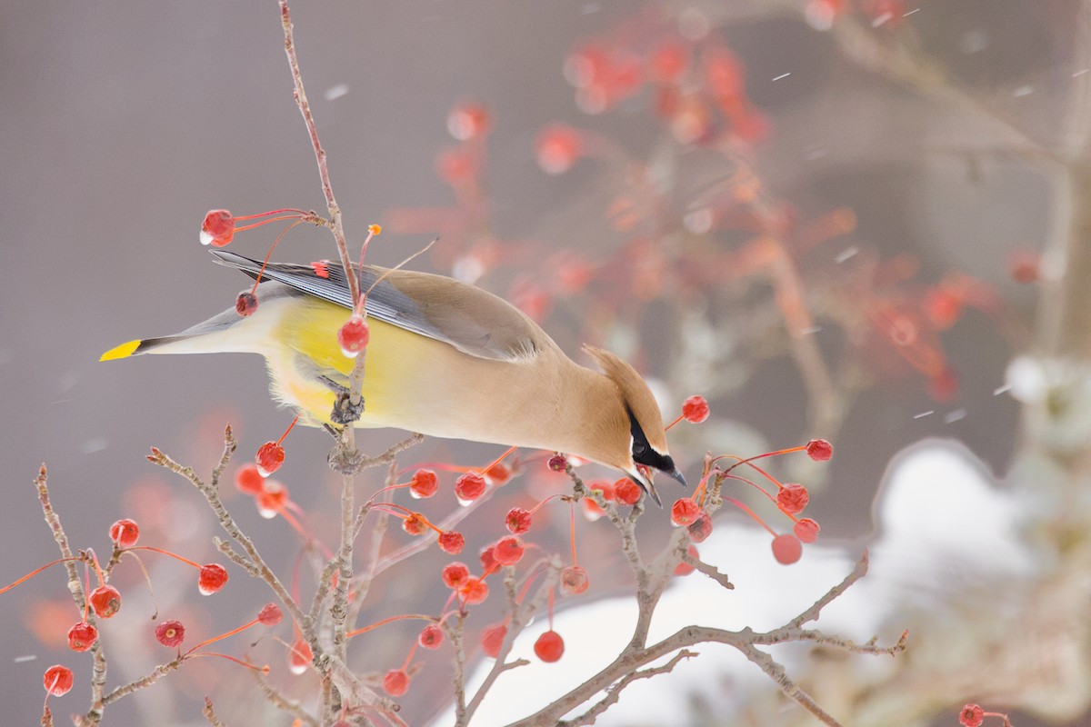 Cedar Waxwing - ML647483497