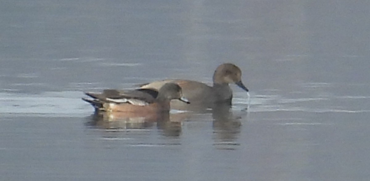 Свищ американський - ML647483502