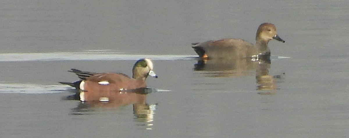 Свищ американський - ML647483503