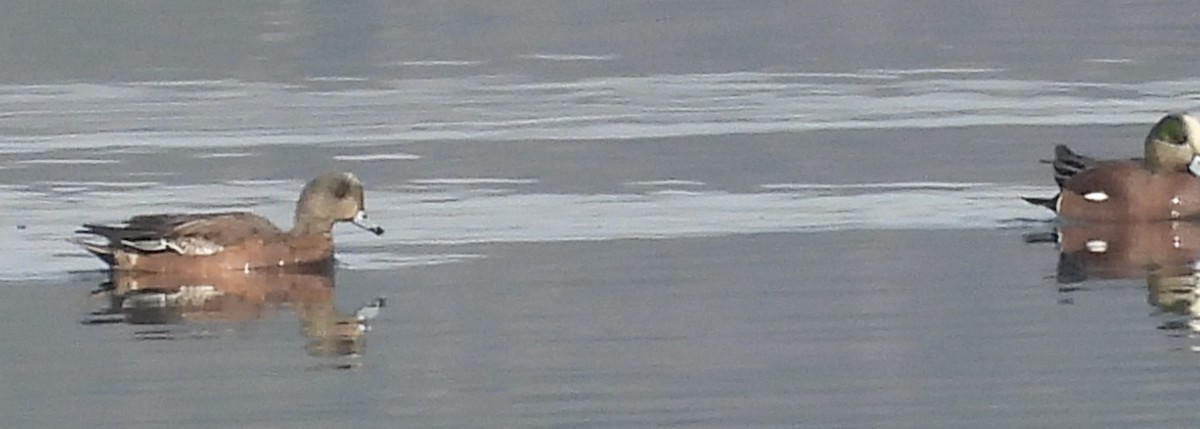 Свищ американський - ML647483504