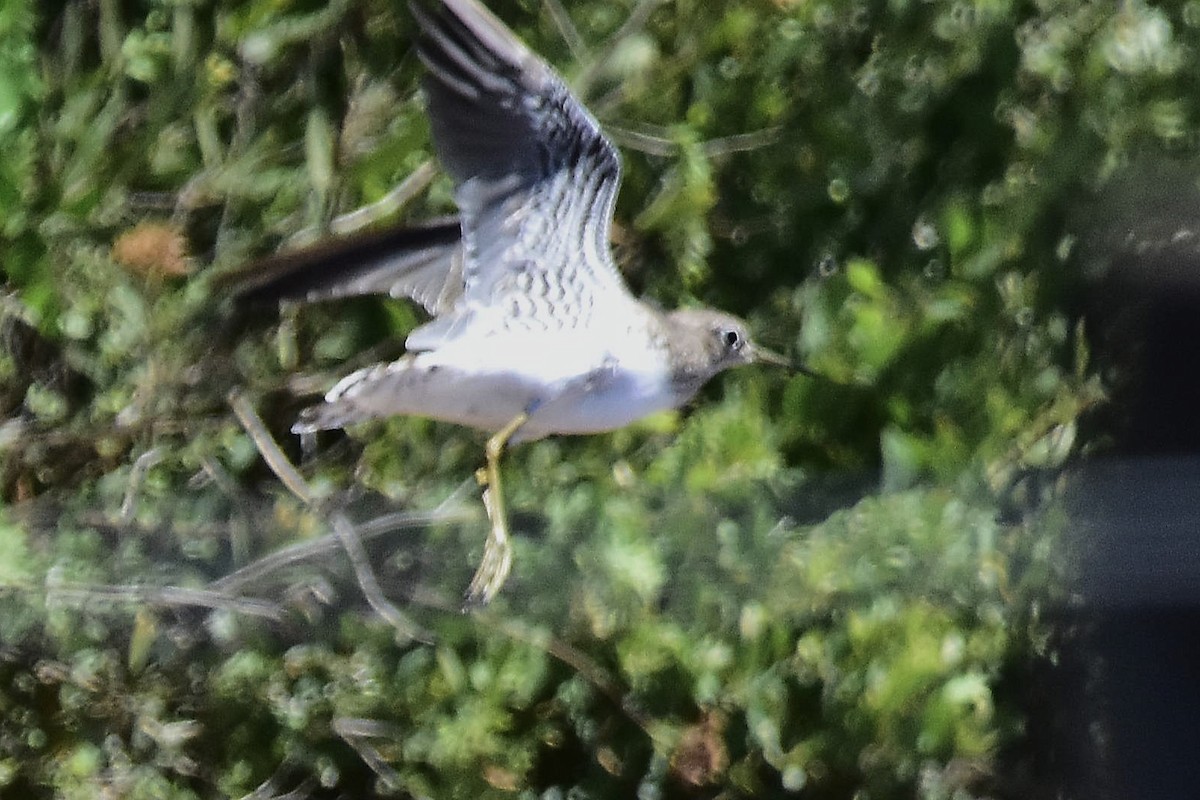 Solitary Sandpiper - ML647483513