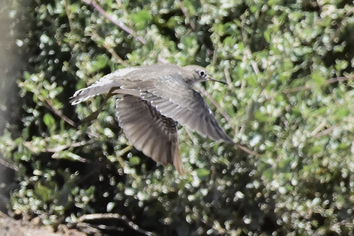 Solitary Sandpiper - ML647483514