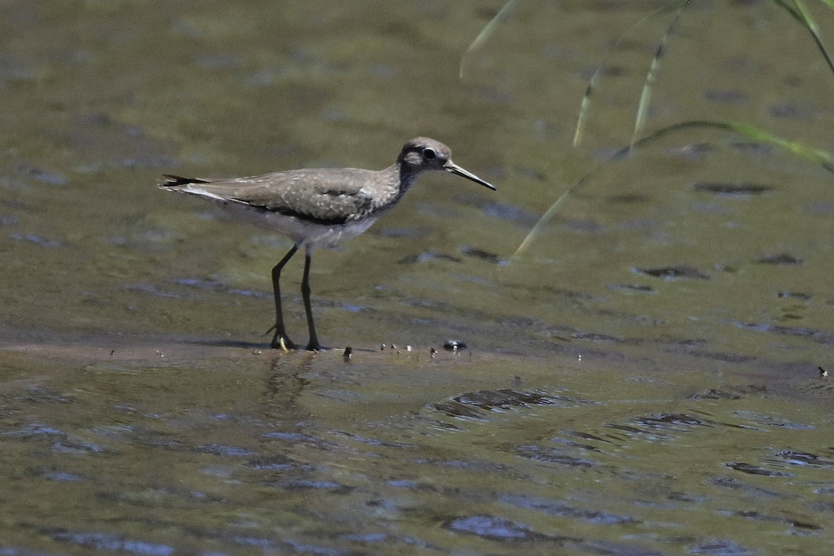 Solitary Sandpiper - ML647483515
