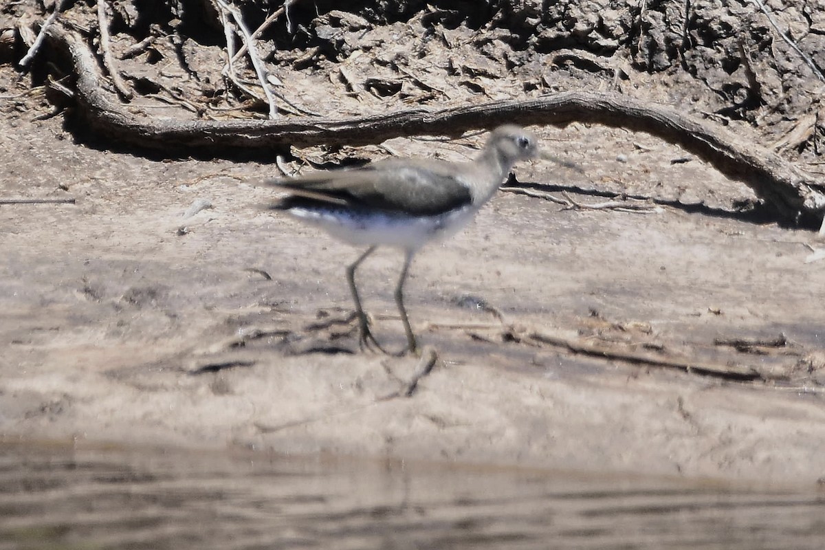Solitary Sandpiper - ML647483516