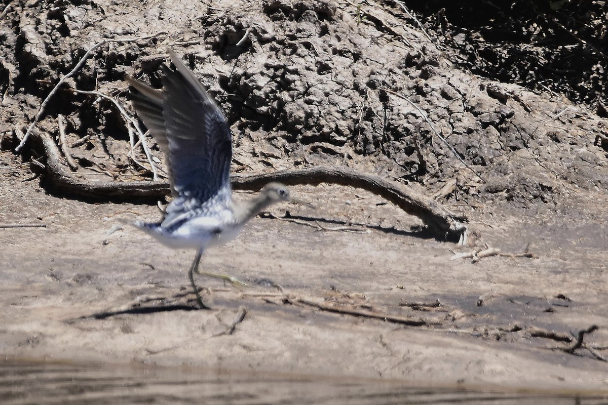 Solitary Sandpiper - ML647483517