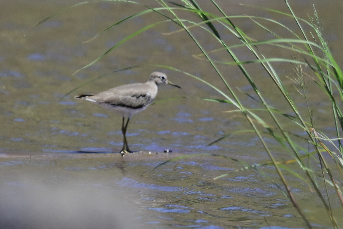 Solitary Sandpiper - ML647483518