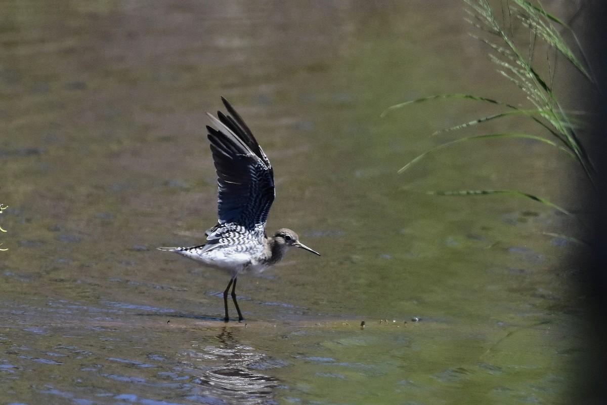 Solitary Sandpiper - ML647483519