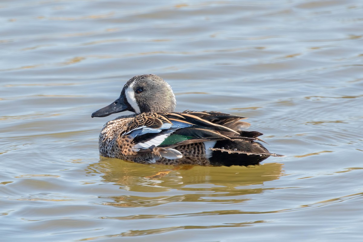 Zertzeta hegalurdina - ML647483531