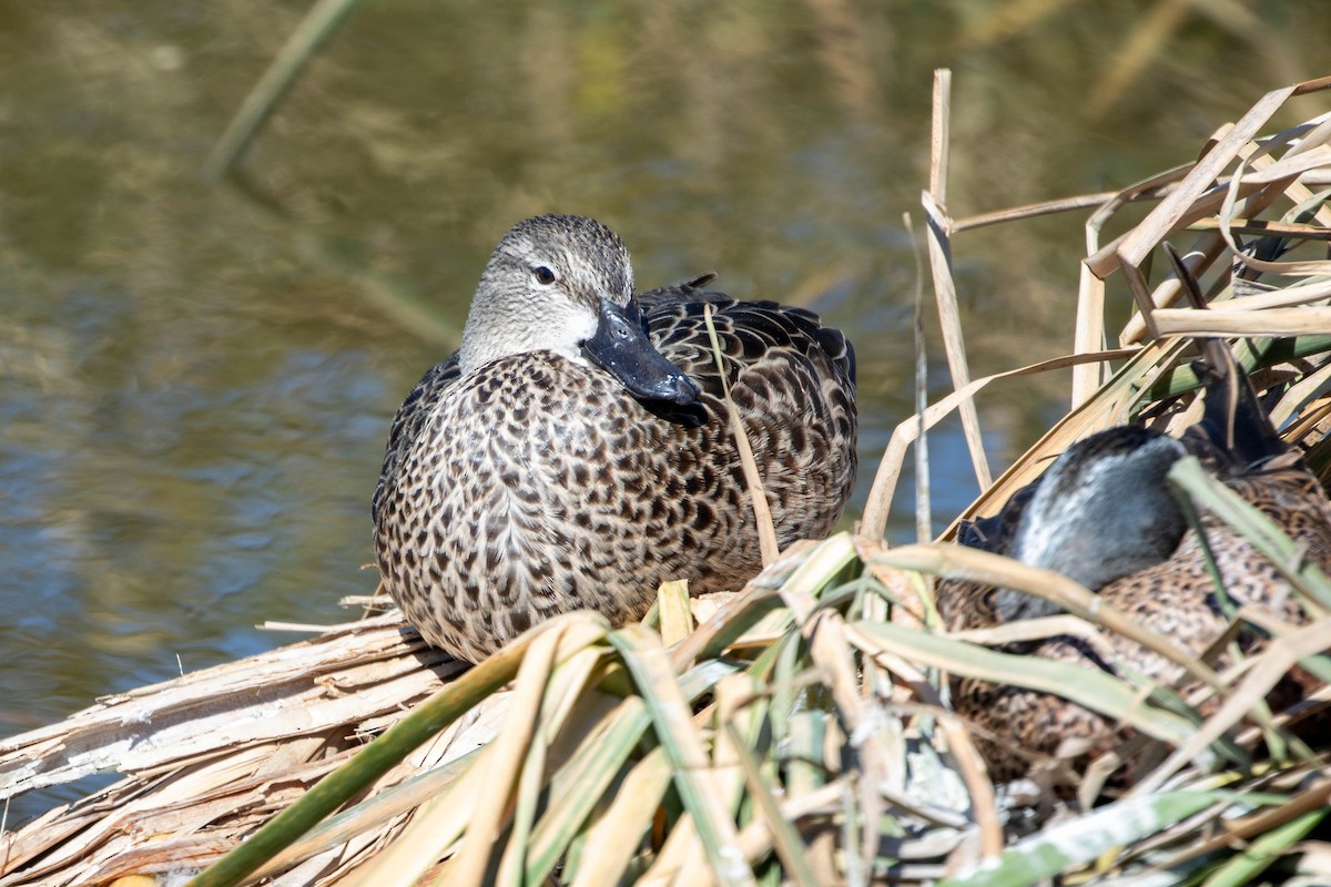 Zertzeta hegalurdina - ML647483537