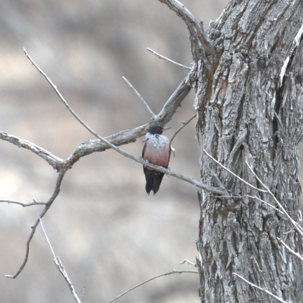 Lewis's Woodpecker - ML647483549