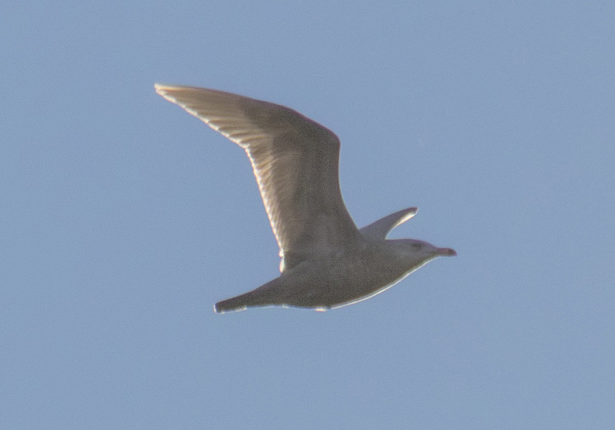 Gavión Hiperbóreo - ML647483551