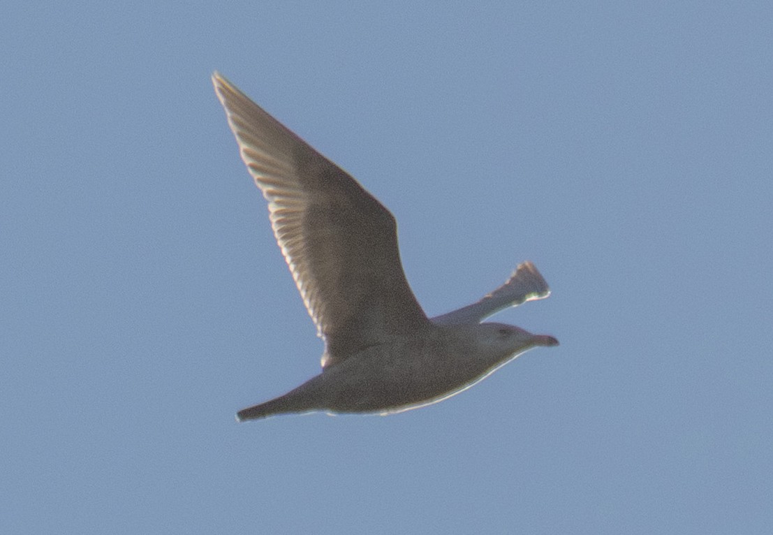 Gavión Hiperbóreo - ML647483552