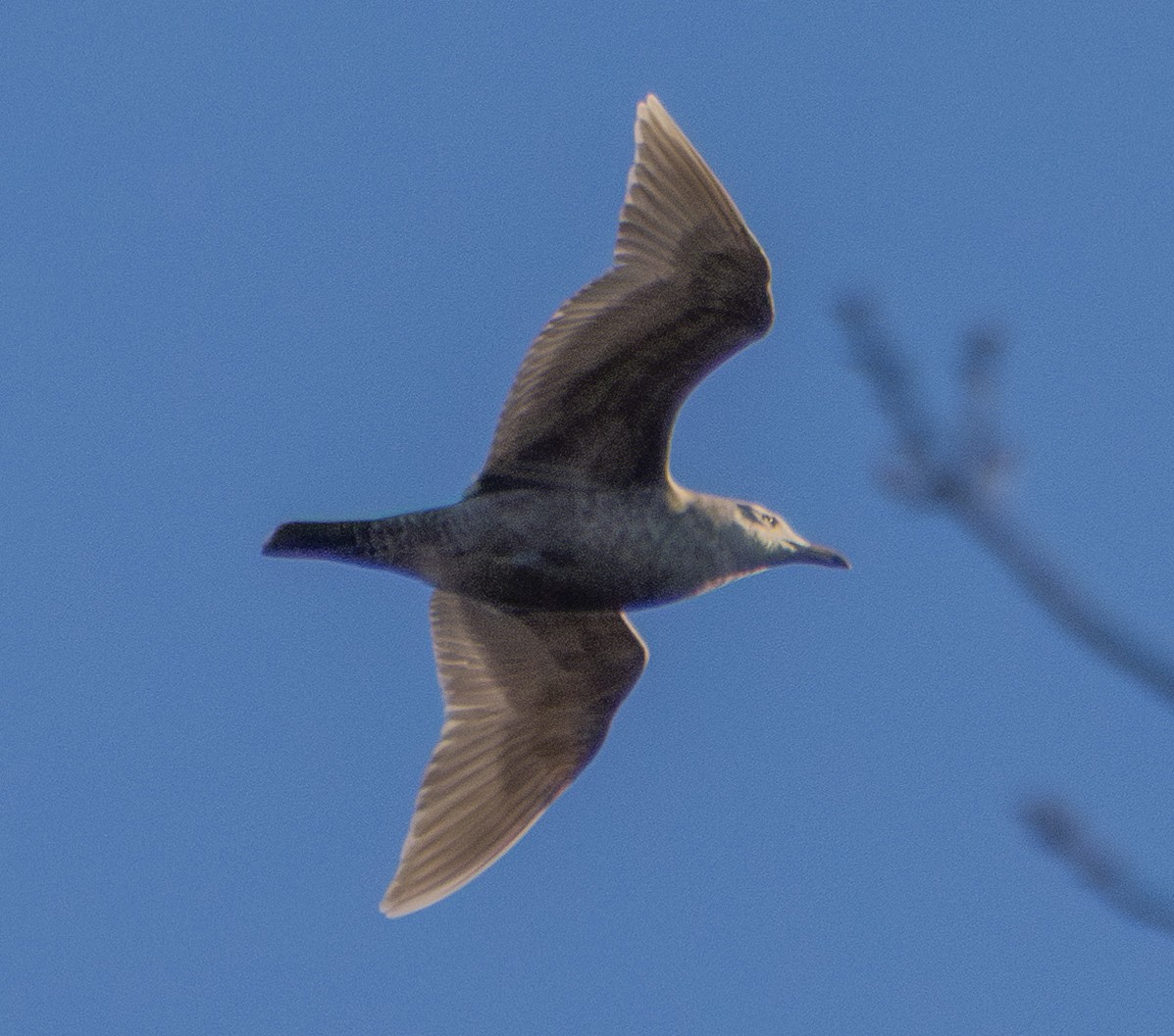 Gavión Hiperbóreo - ML647483553