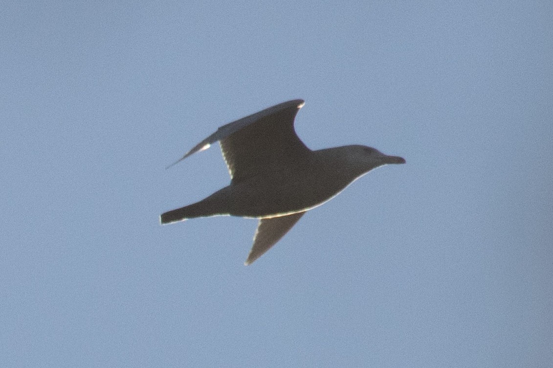 Gavión Hiperbóreo - ML647483564