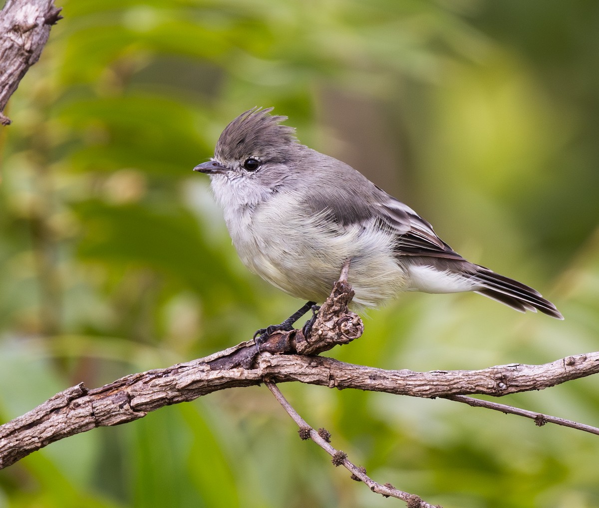 Southern Scrub-Flycatcher - ML647483572