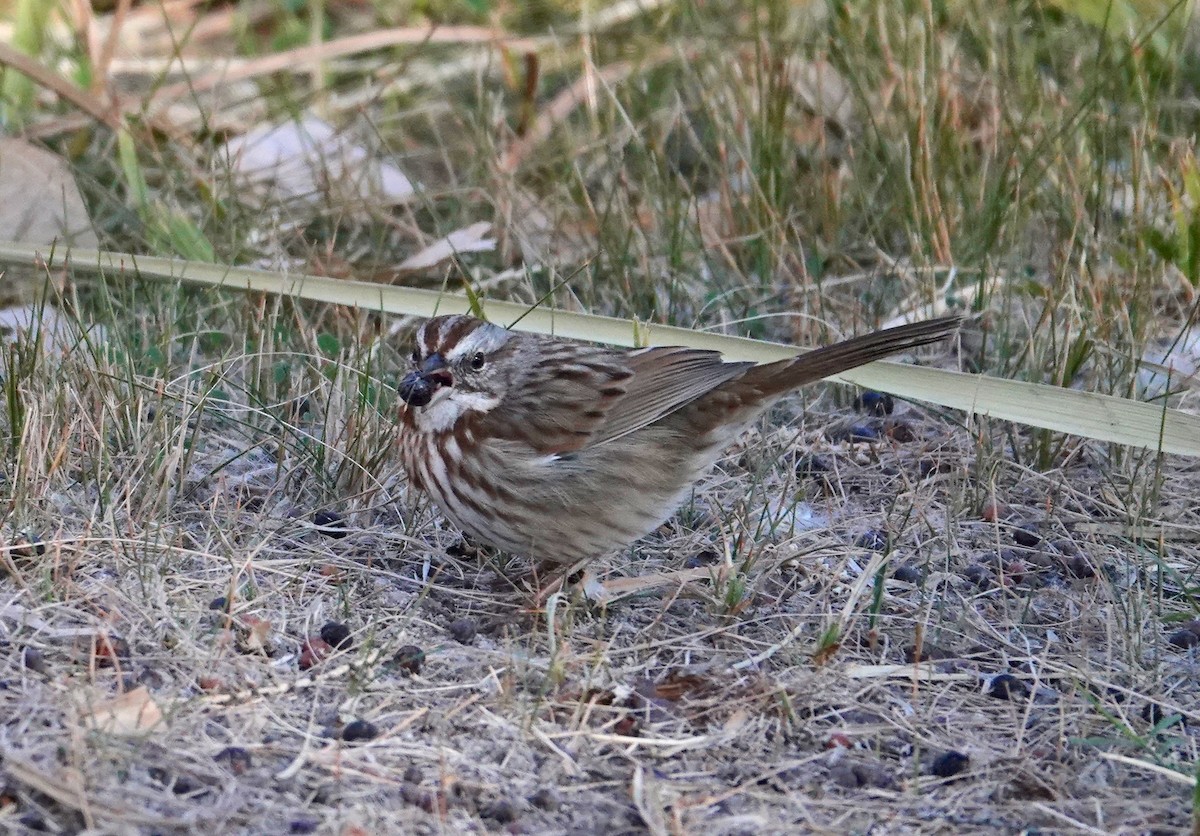 Song Sparrow - ML647483575