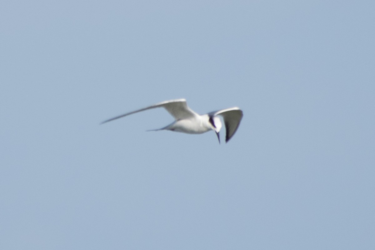 Forster's Tern - ML647483582