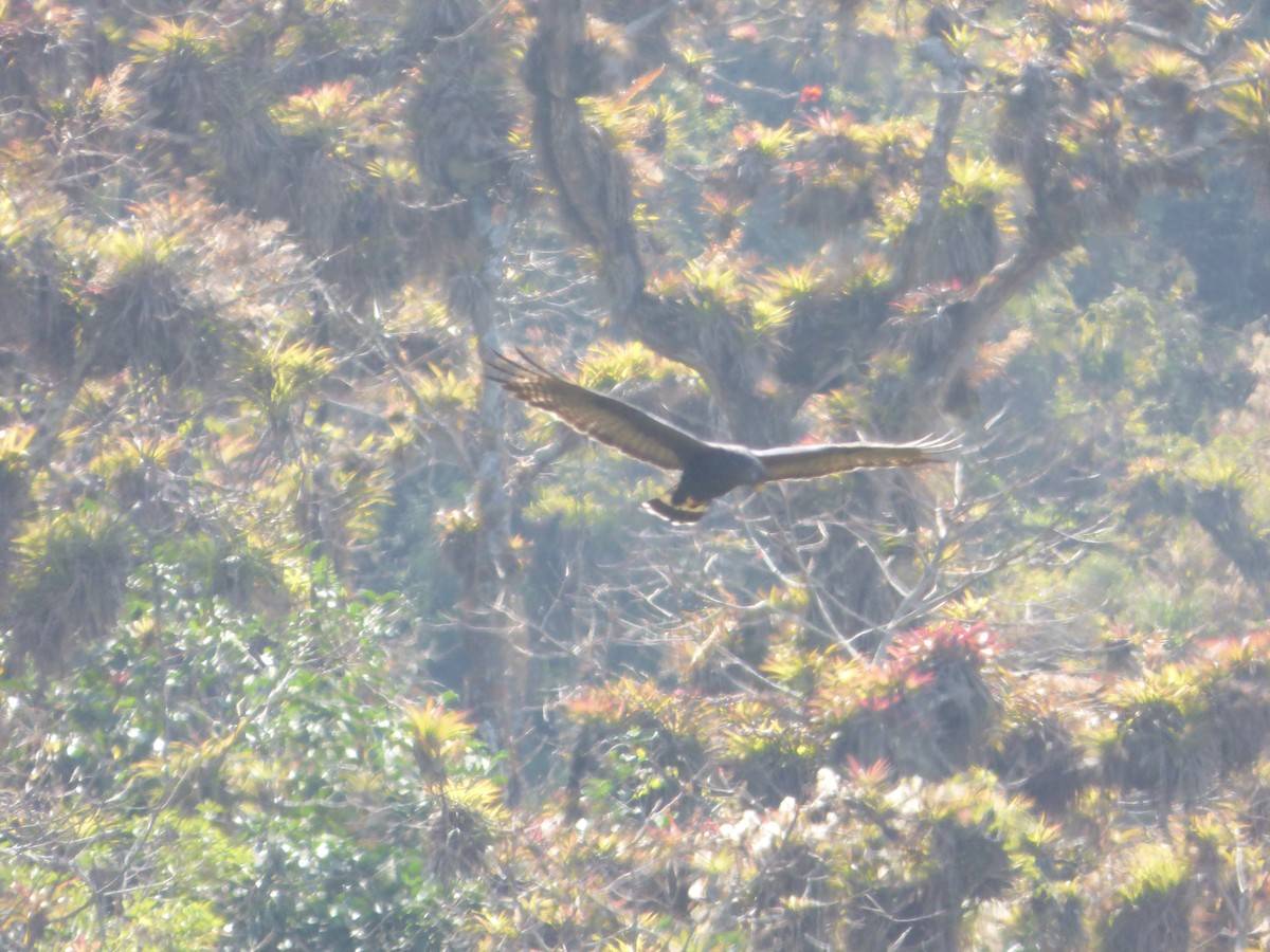 Akbaba Şahini - ML647483586