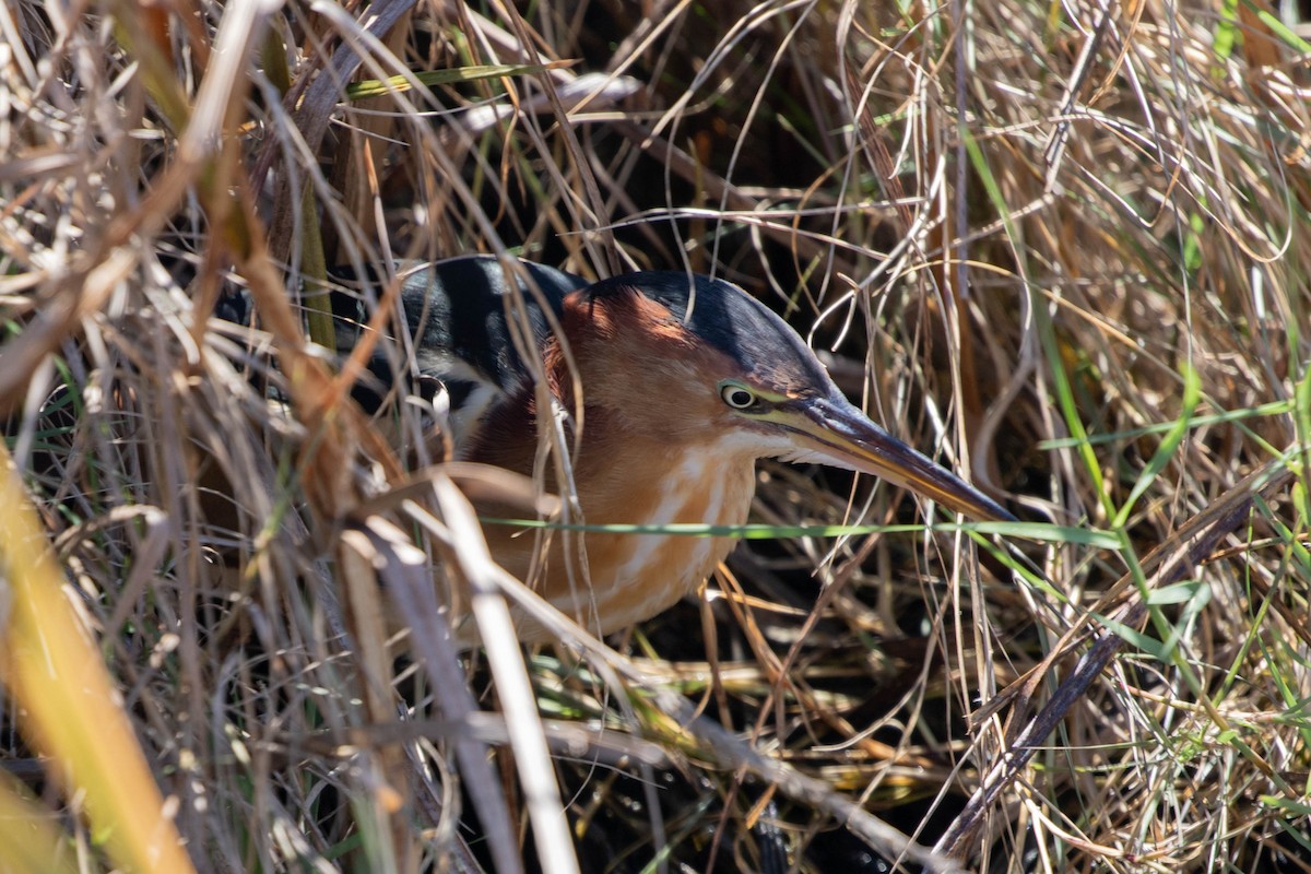 Petit Blongios - ML647483592