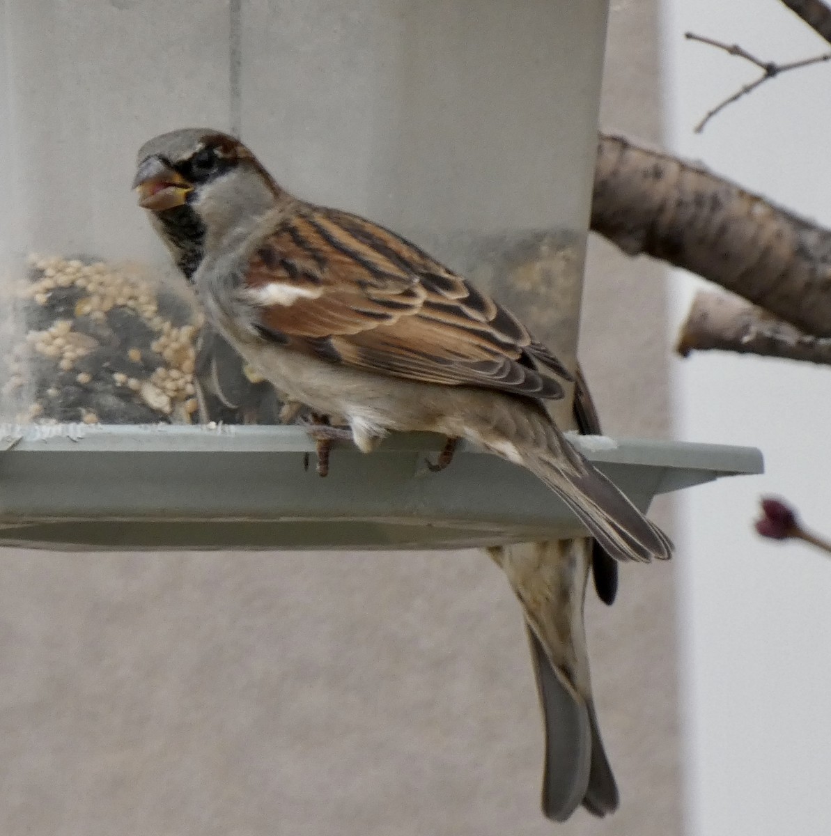 家麻雀 - ML647483604