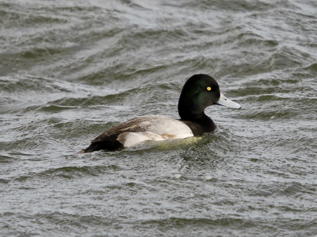 Морская чернеть - ML647483616