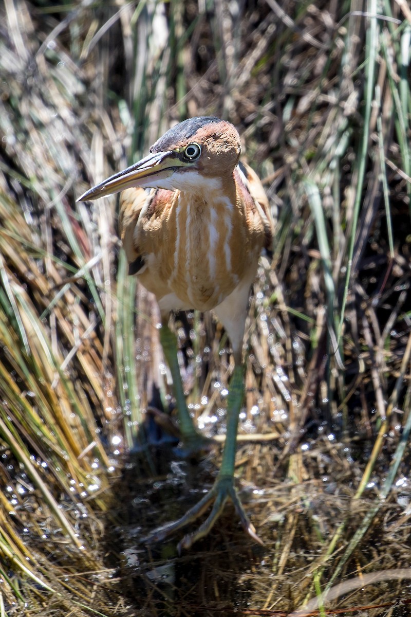 Petit Blongios - ML647483618