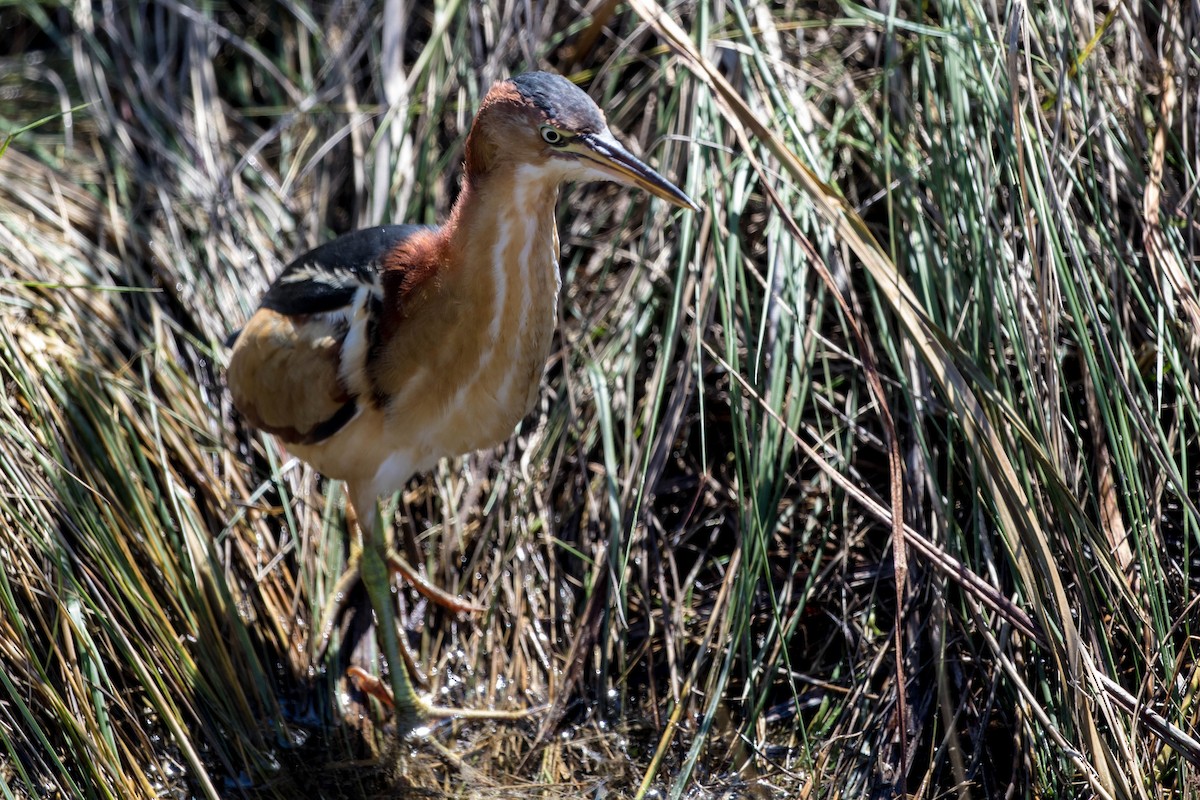 Petit Blongios - ML647483619