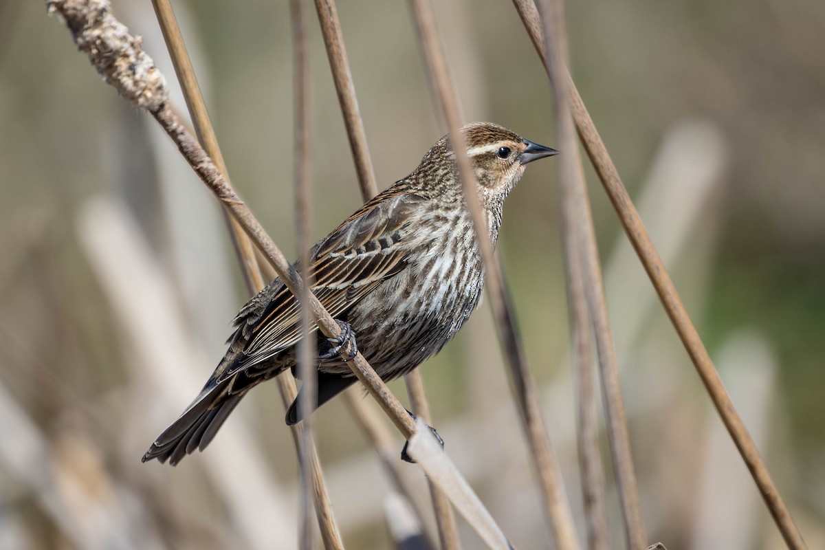 Red-winged Blackbird - ML647483642