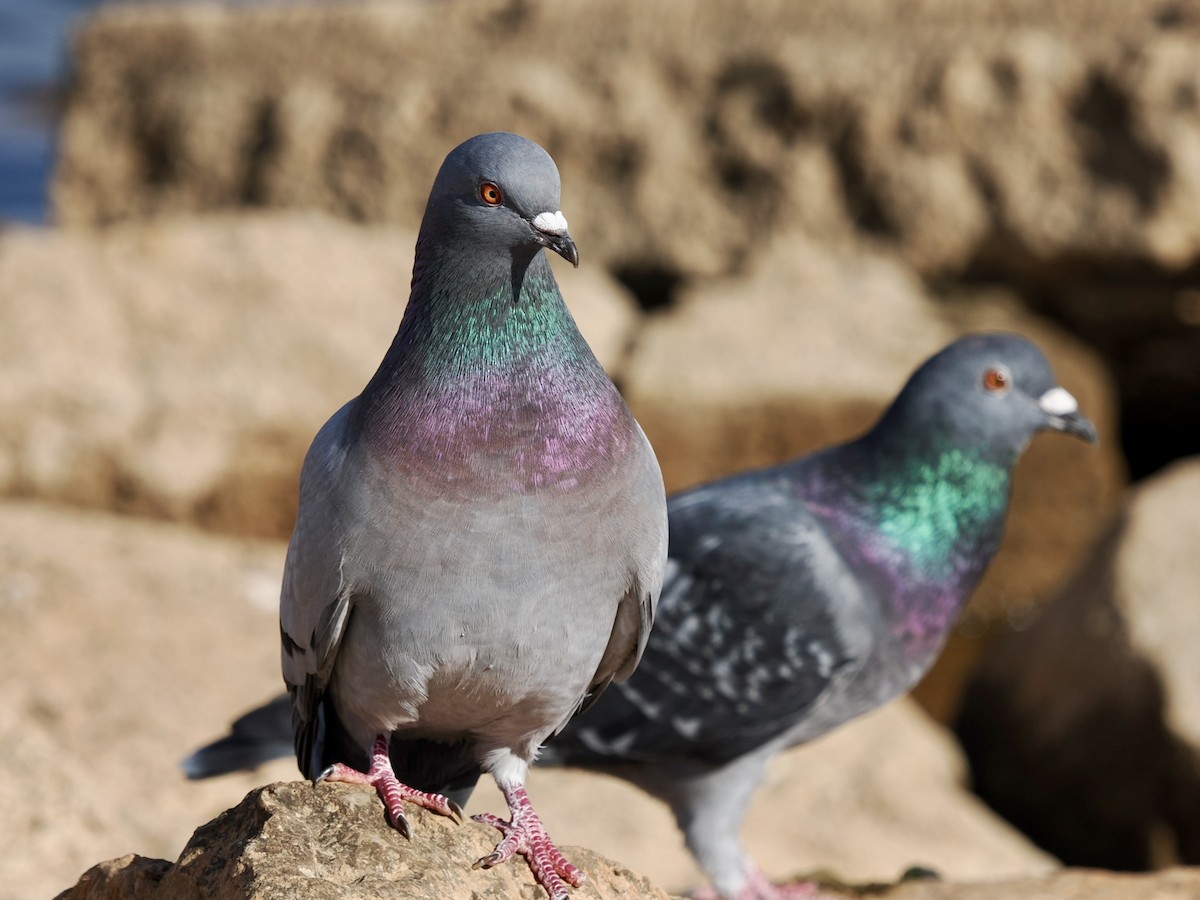 カワラバト（ドバト、家畜型） - ML647483650