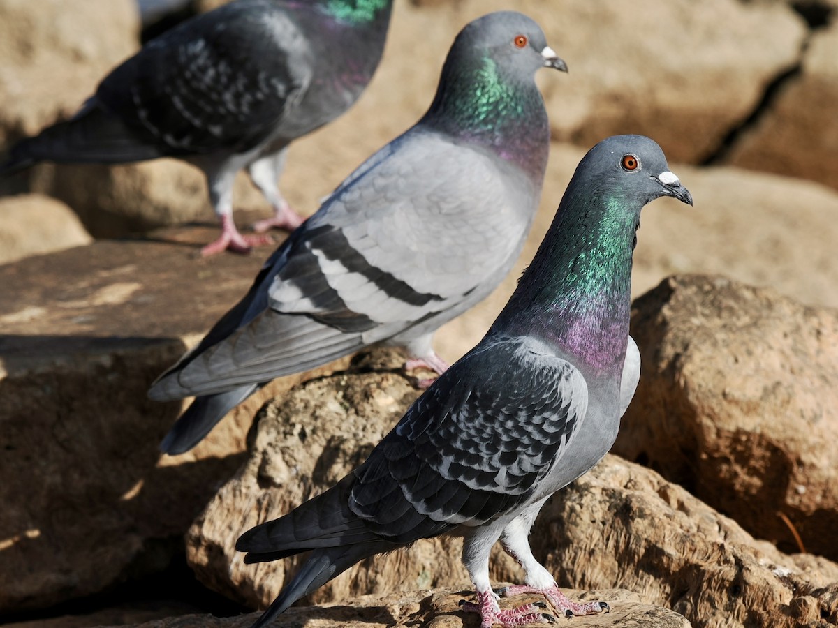 カワラバト（ドバト、家畜型） - ML647483651