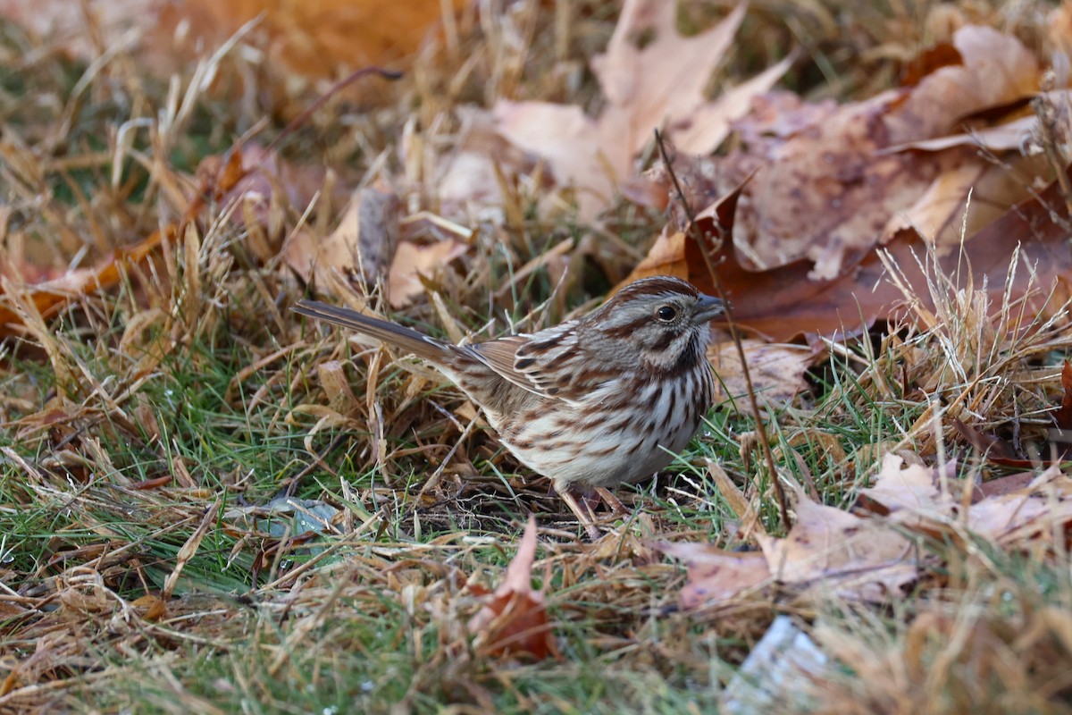 Song Sparrow - ML647483657