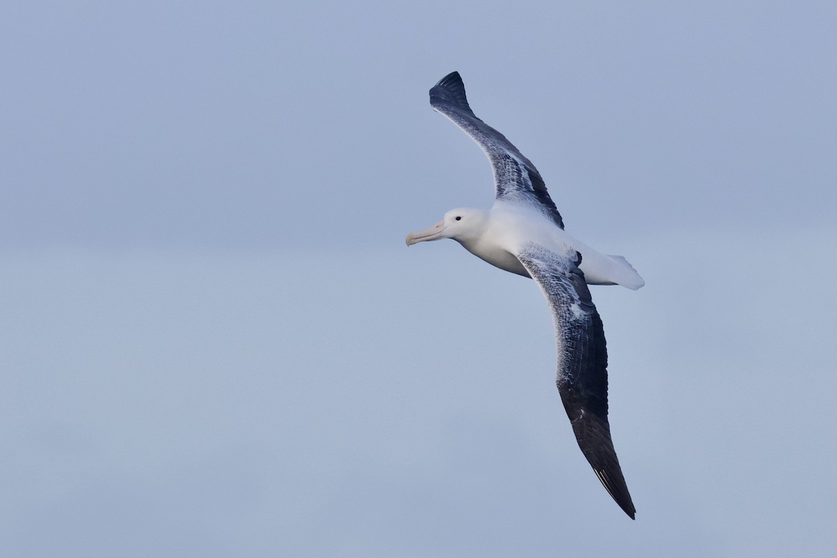 Southern Royal Albatross - ML647483664